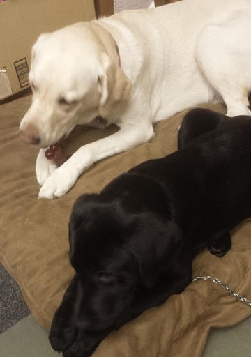 dogs working